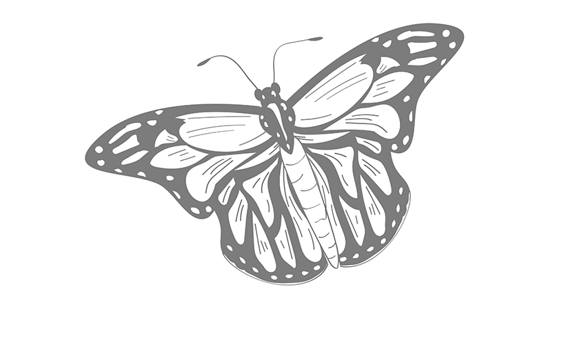 Konturschnitt Schmetterling Animation